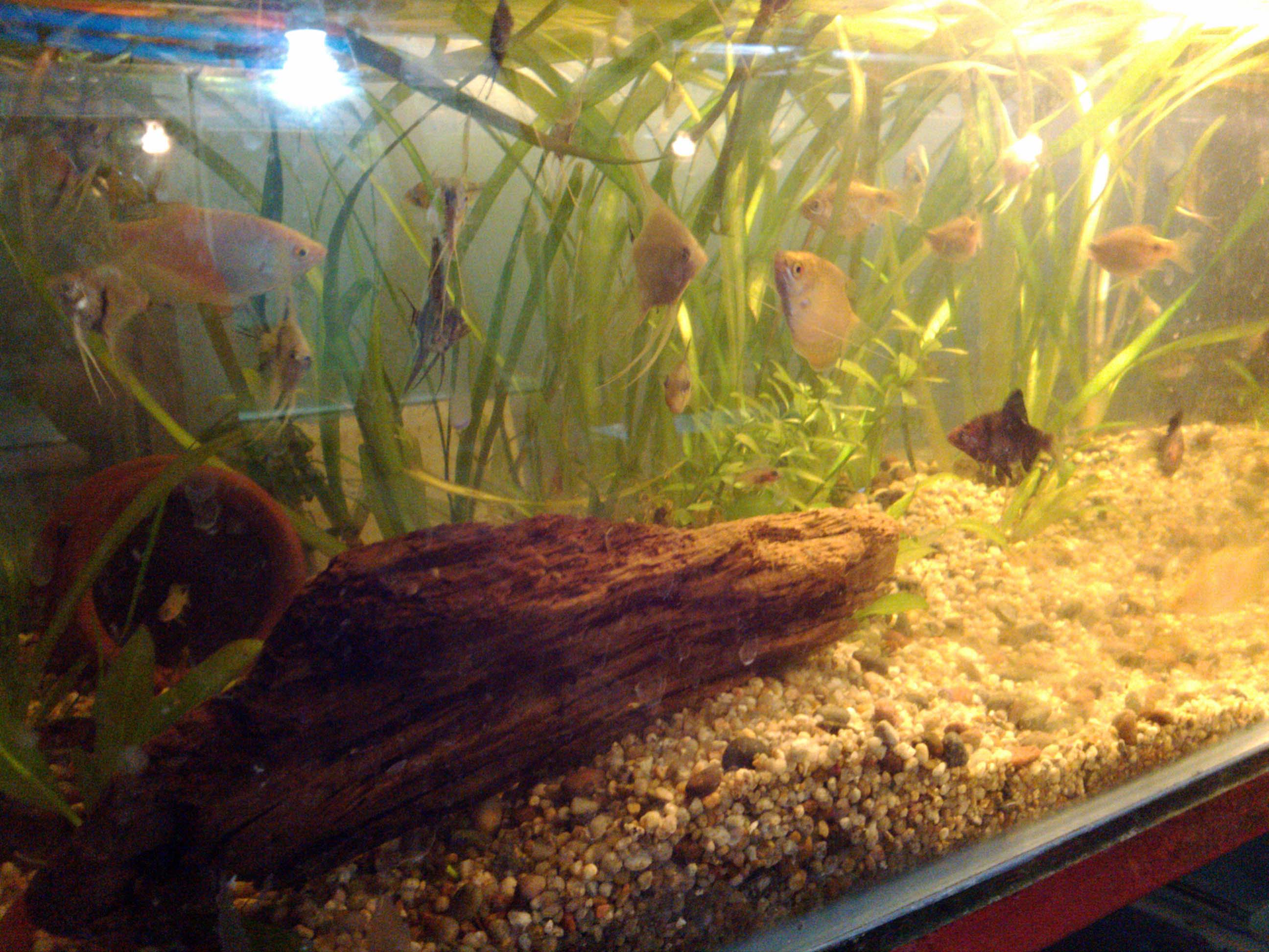 AGUAVIVA CRIADERO DE PECES ORNAMENTALES Y ACCESORIOS DE MASCOTAS Peñalolén